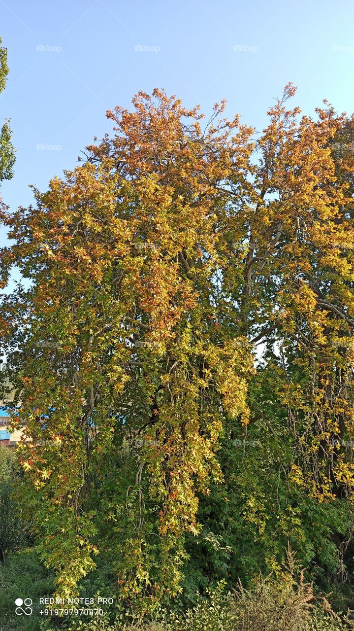 A beautiful picture of Chinar  tree  in start of Autumn season in kashmir Valley  J& K