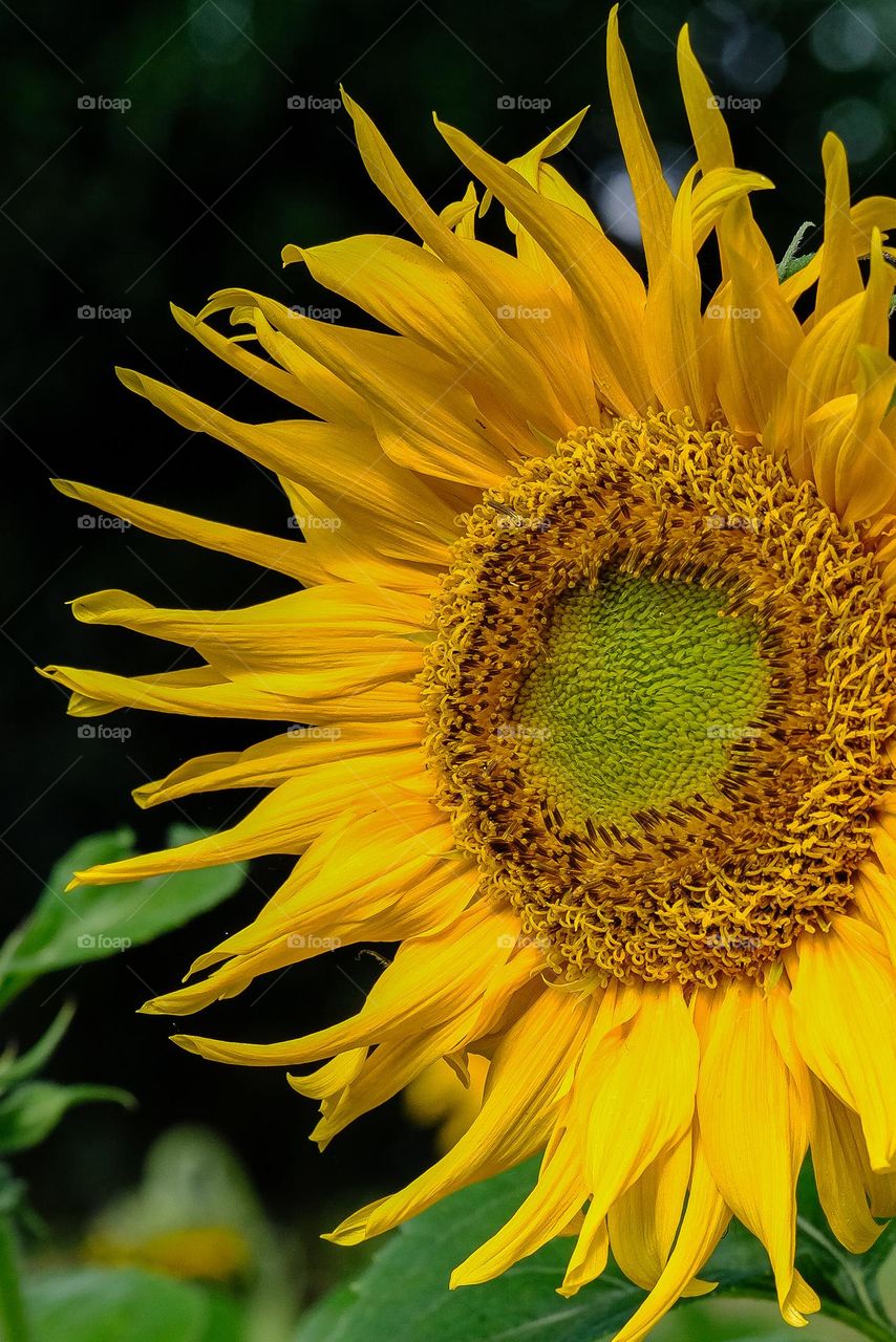 Beautiful yellow sunflower in the park.