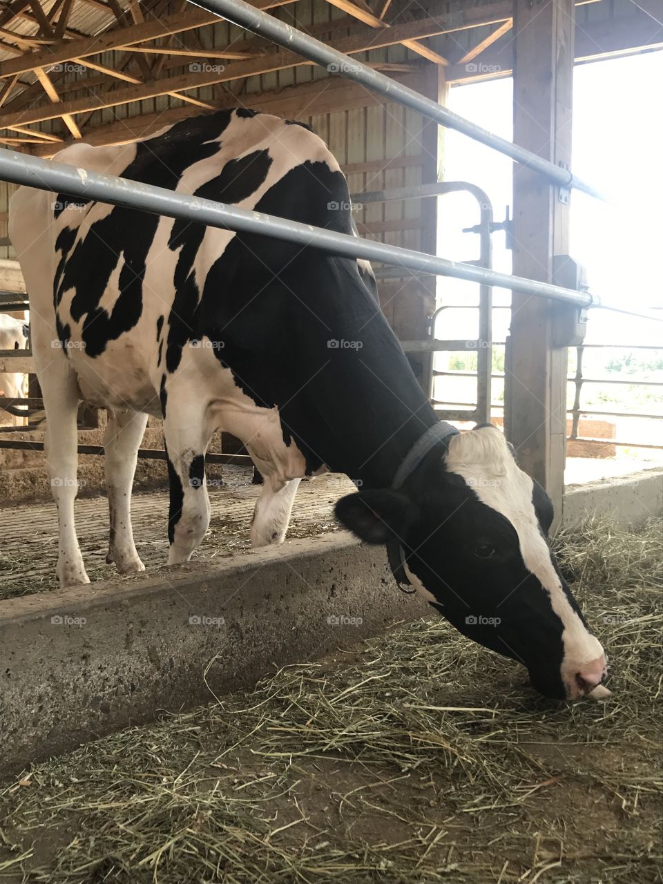 Cow eating hay.