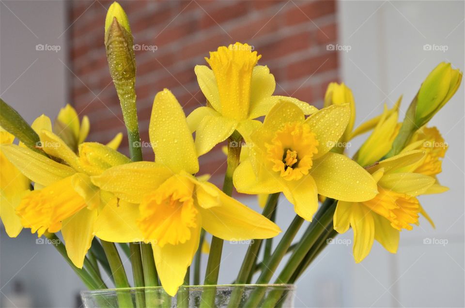 Daffodils - spring flowers.