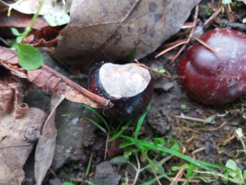 chestnut