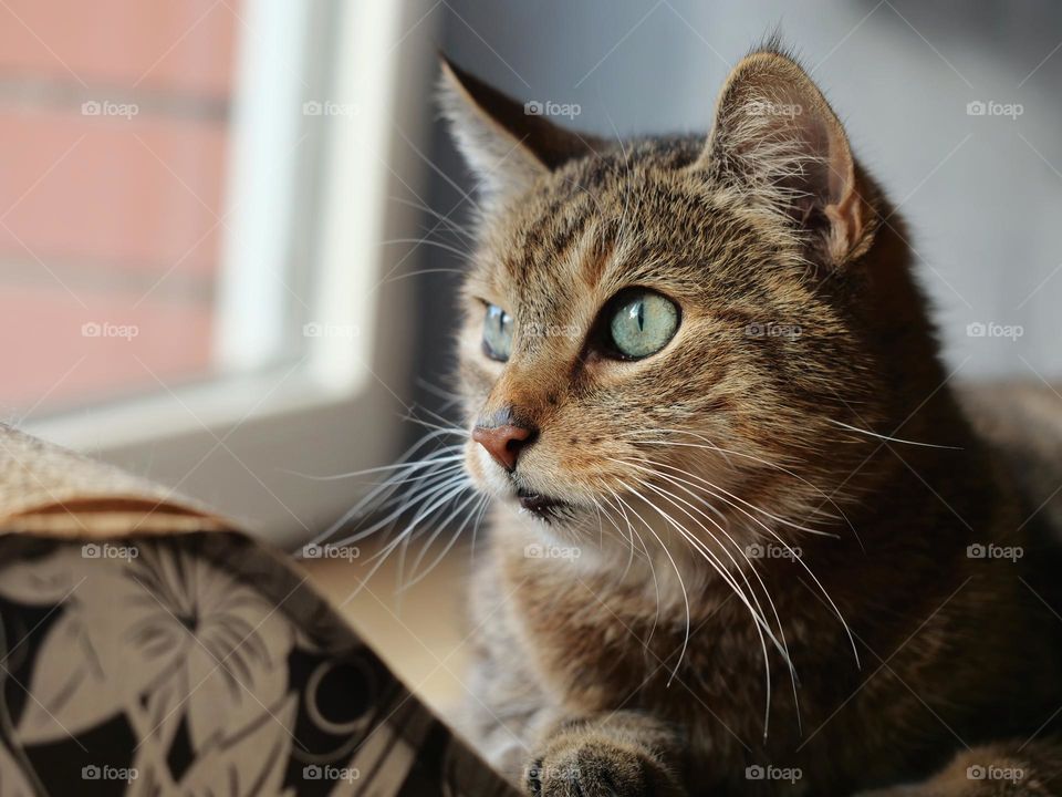 Cat looks out the window