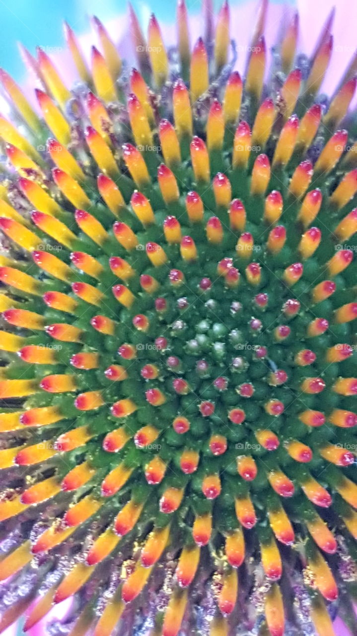 I planted this flower from bulbs but cannot remember the name of the flower. thought the center was interesting so here is a close up. So many colors.