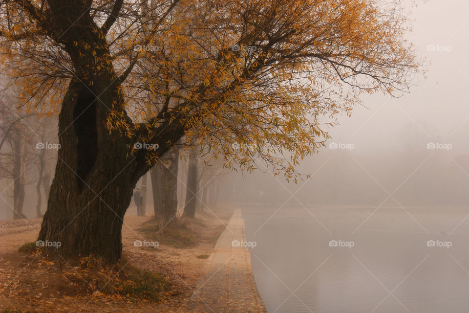 Autumn misty park at early morning 