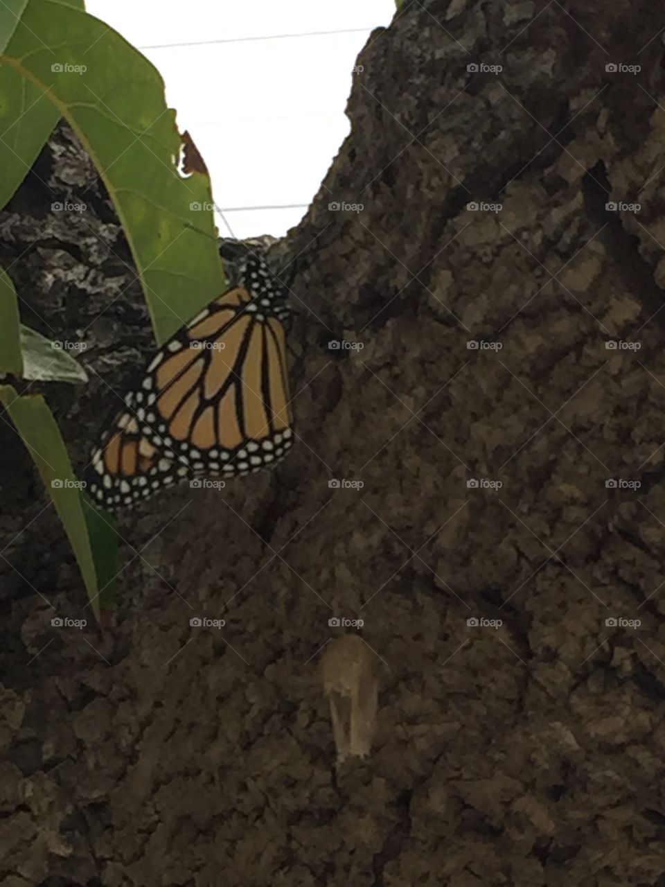Monarch butterfly 