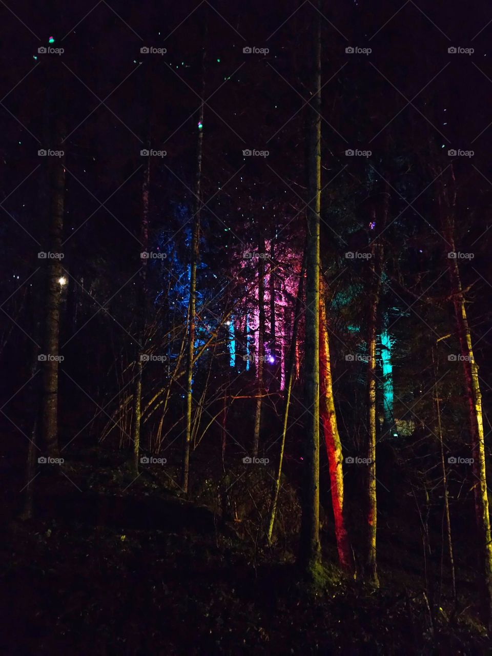 Light show in forest