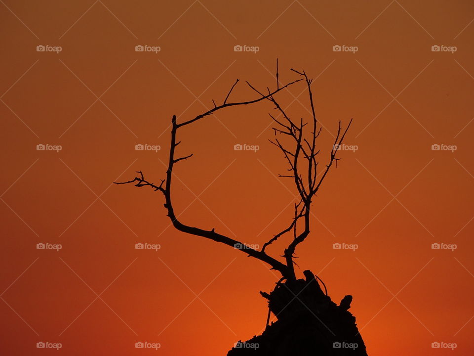 Silhouette of tree branch
