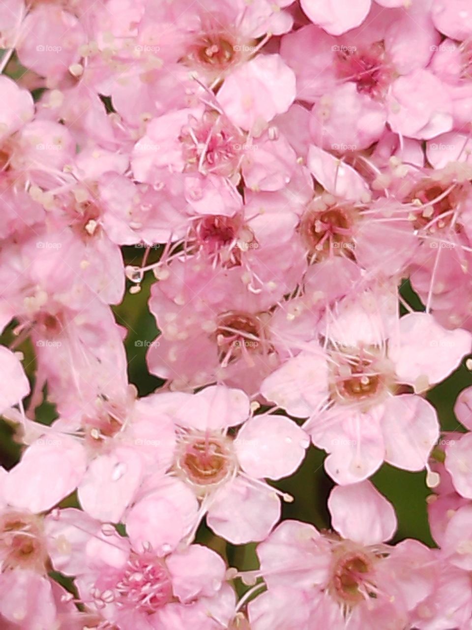 tiny pink flowers in spring