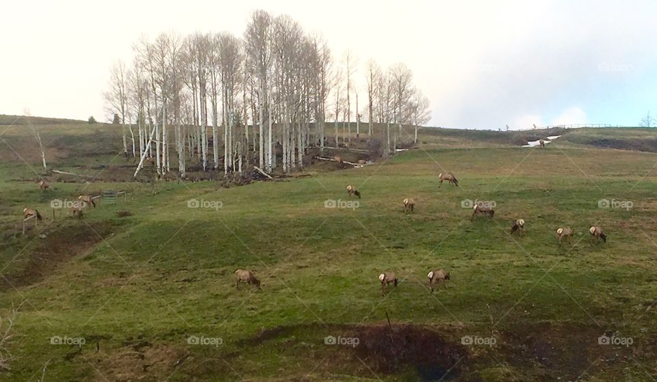 Elk herd