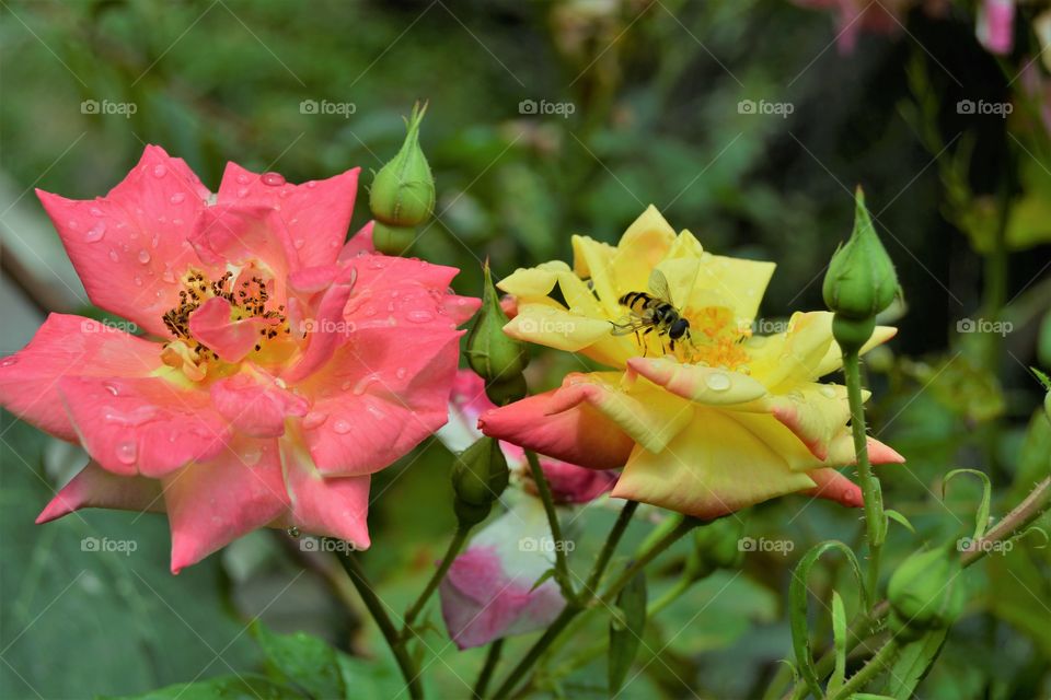 Pink and yellow roses in the yard.
