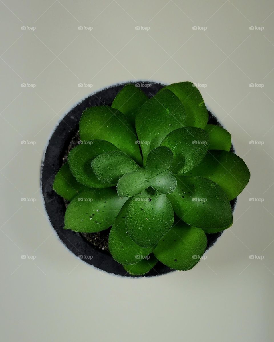 Circle but plant