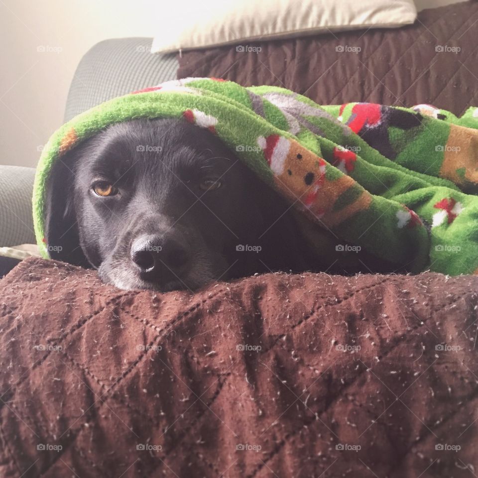 Sleepy Annoyed Dog Laying on a Couch Cuddled in a Blanket