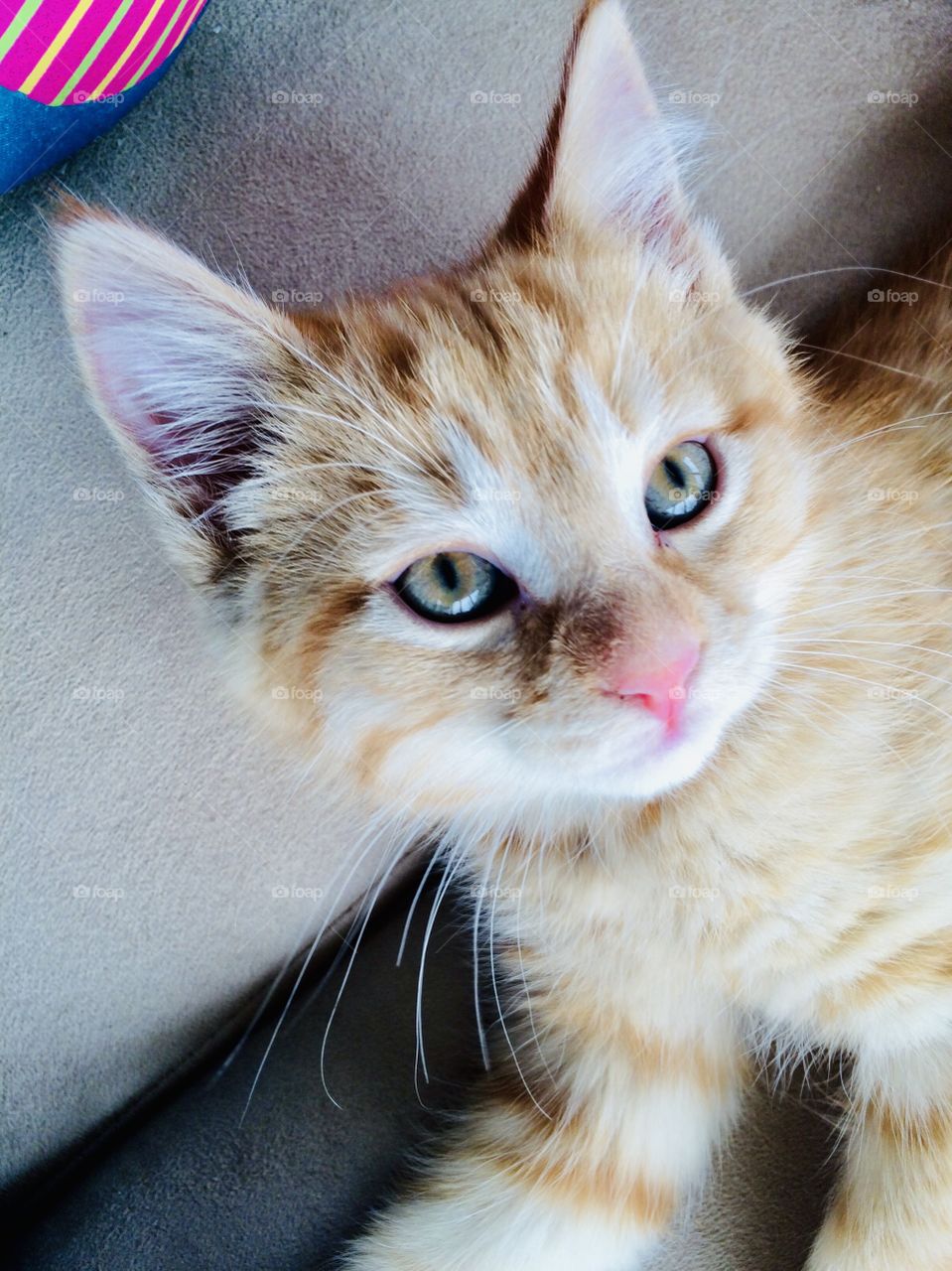 Very sweet little orange tabby kitten laying on couch looking up at camera with darling blue eyes! 
