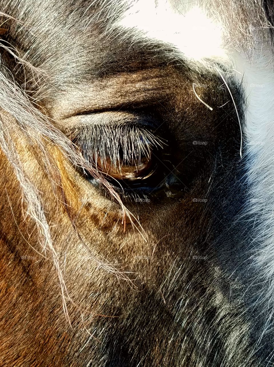 horse, close, farm, eye, brown eye,