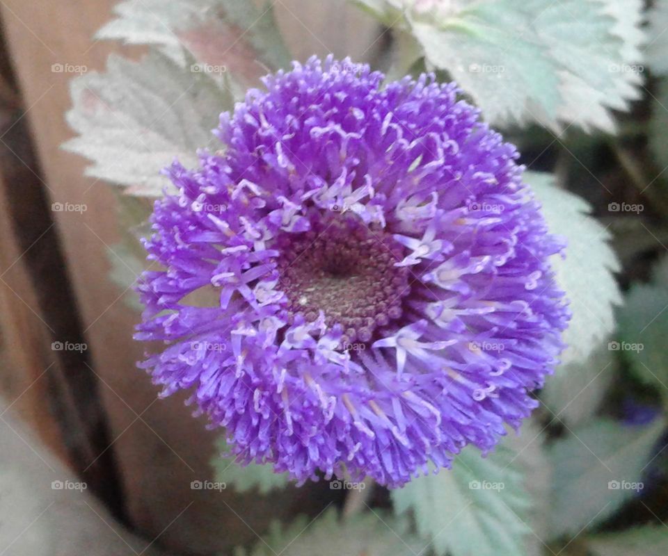 Uncommon violet colour flower