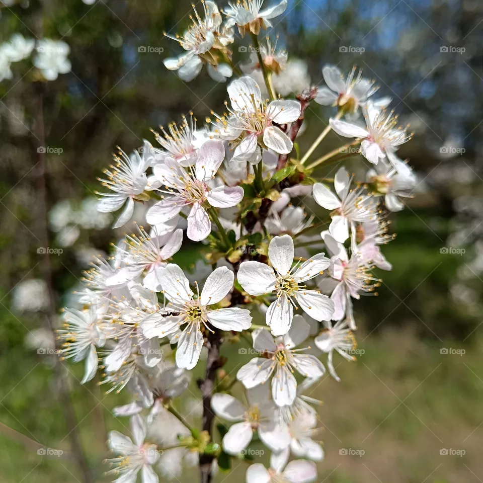 Cherry branch in blossom