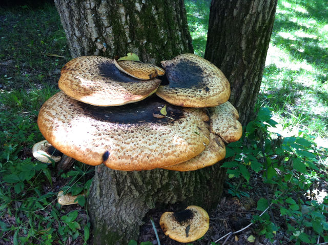 tree canada mushrooms growing by peacephotos