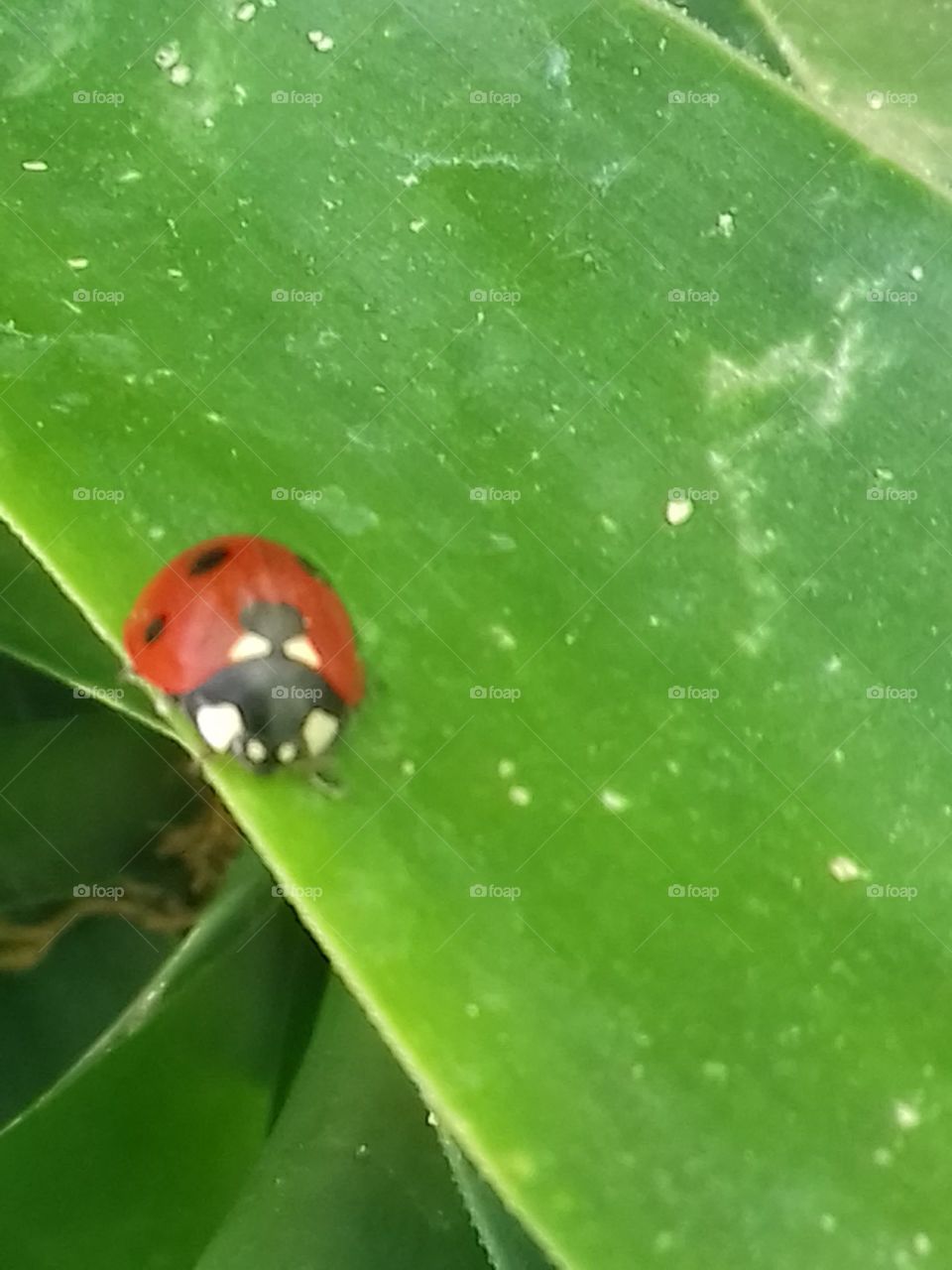 my friend ladybug