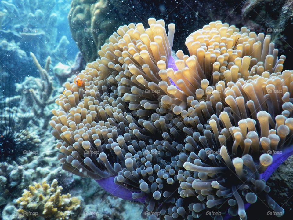 Underwater Lombok Island