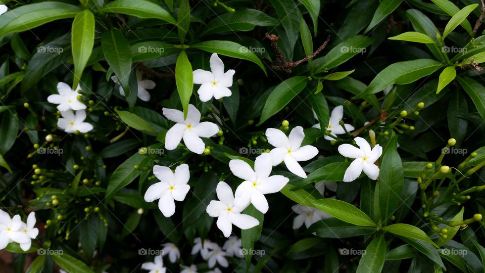 beautiful white flowers