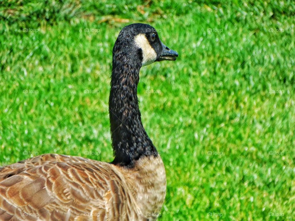 Canada Goose