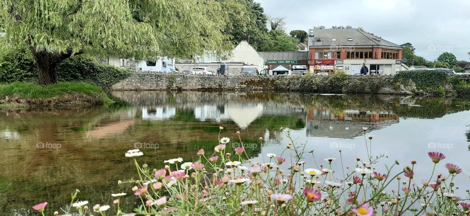 Daisies growing next to pond with reflection from buildings in the water