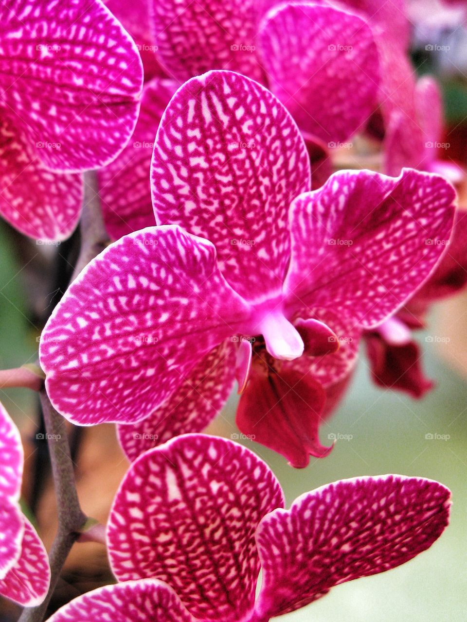 Orchid