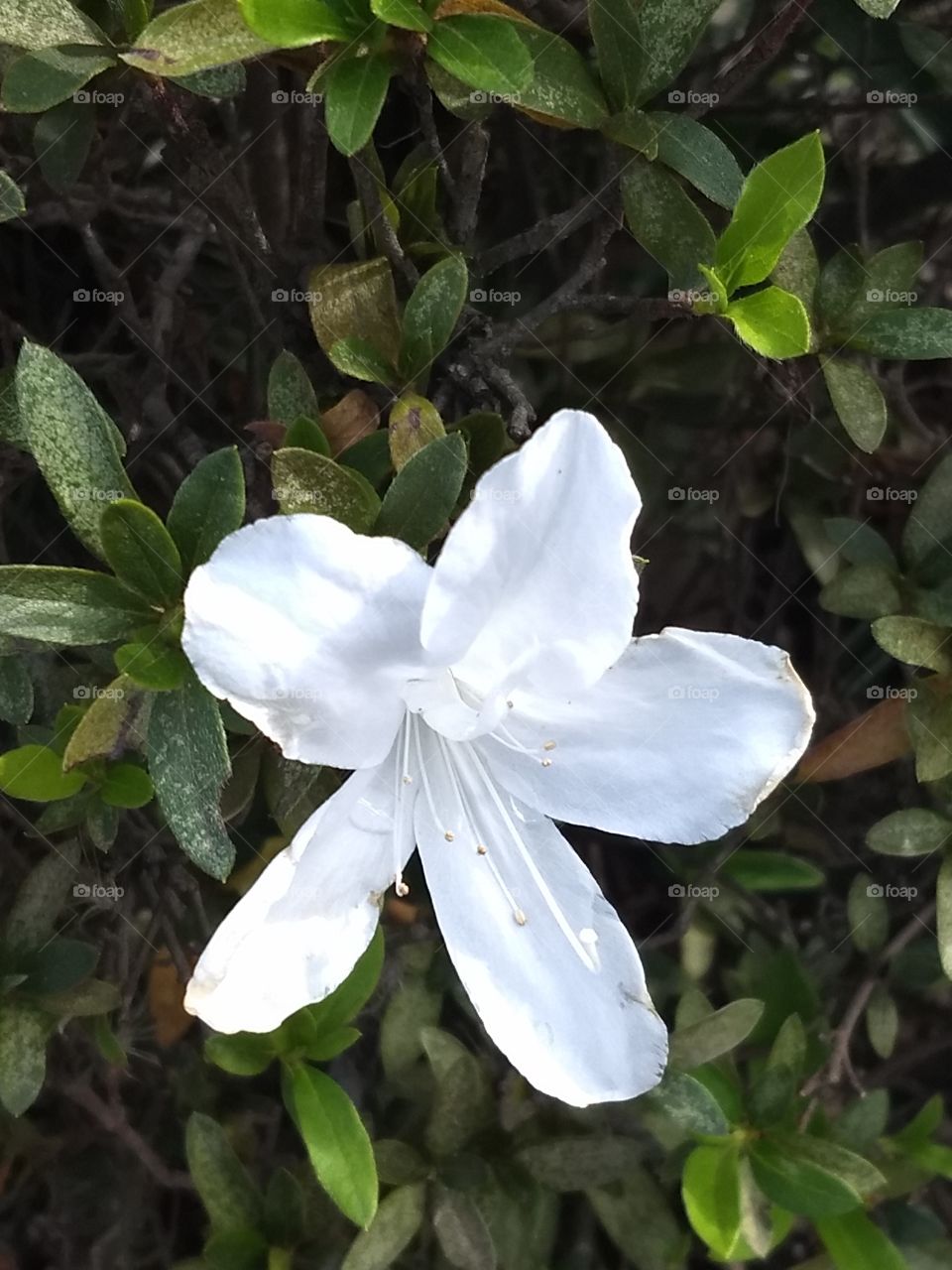 White azalea