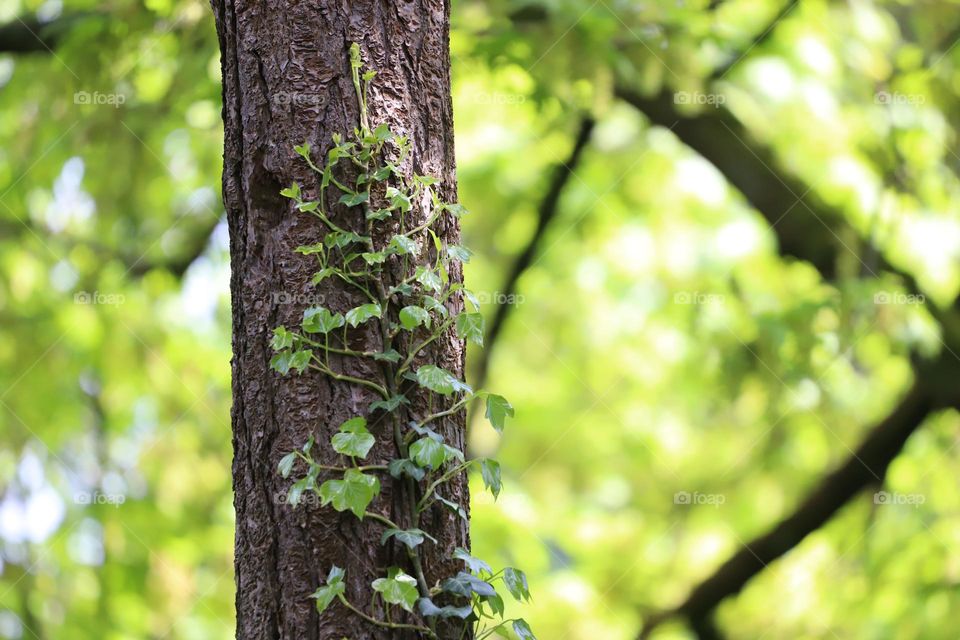 Plant climbing up on a tree trunk