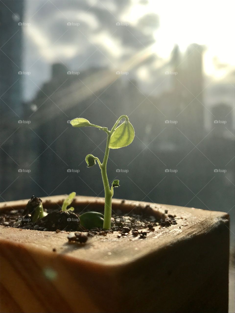 Orchid sprout