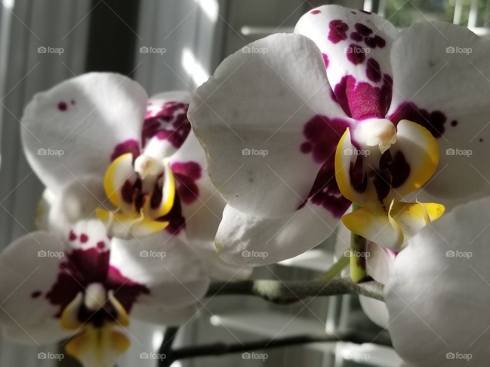 Orchids in morning light