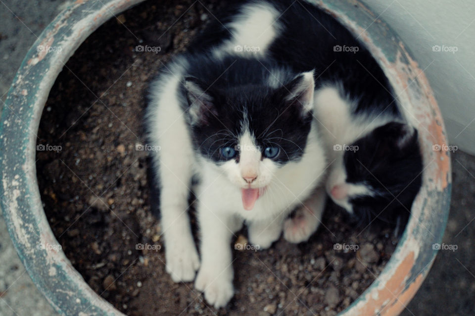 Little cats in pot plant