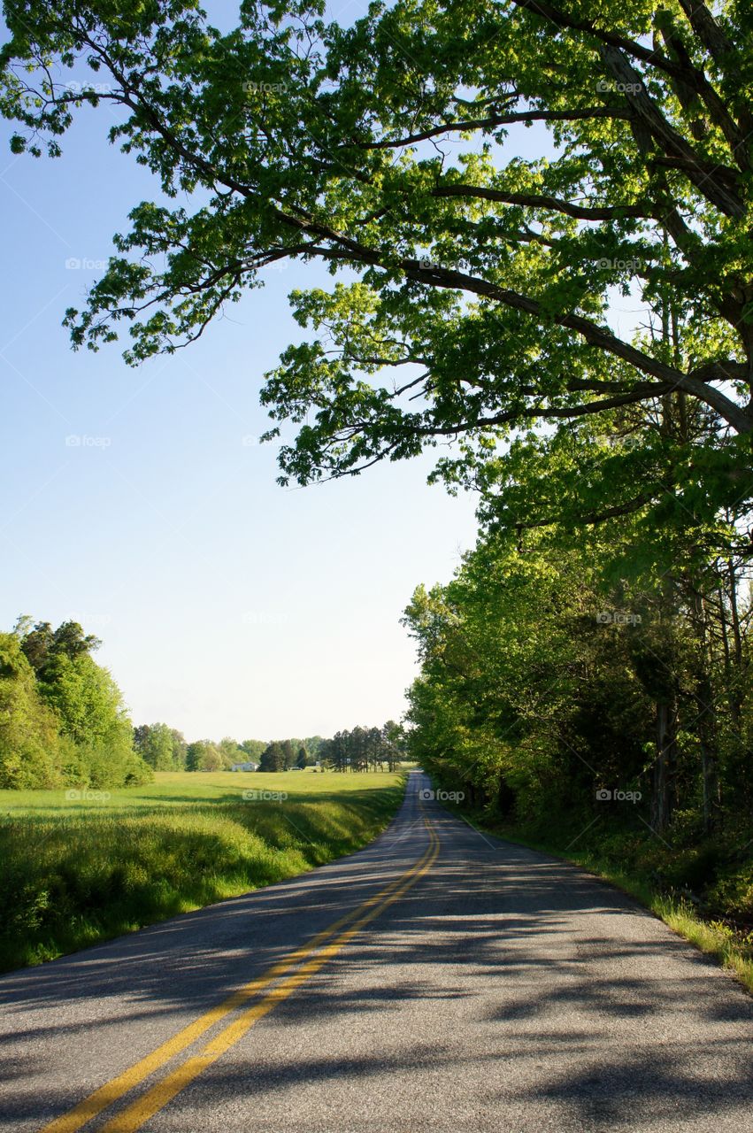 Empty road along trees