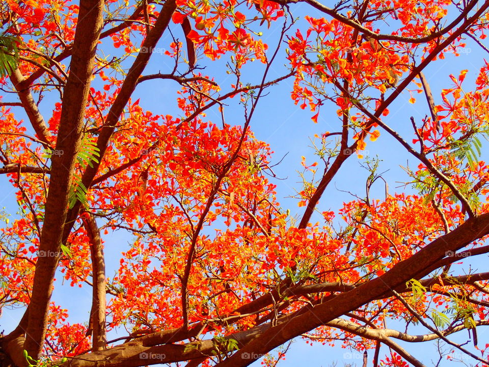 Low angle view of autumn tree