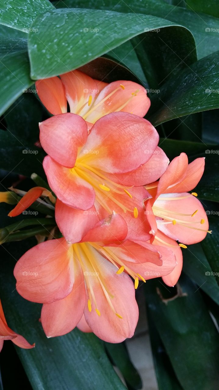 clivia