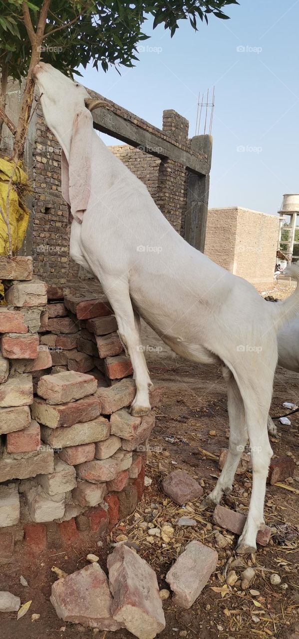 healthy goat of wild life