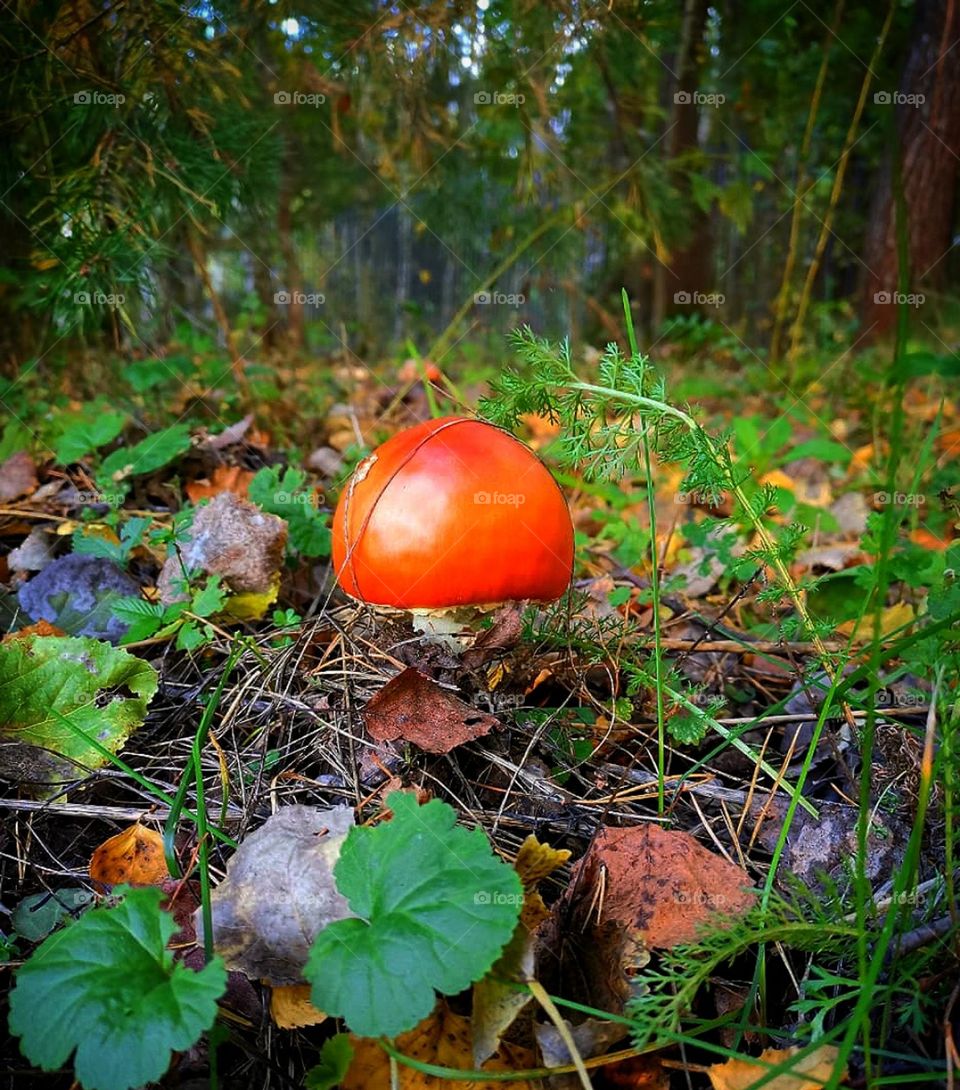 Forest.  Pine forest.  In the foreground, a fly agaric grows among the grass and leaves.  Green pine trees in the background. Bottom view