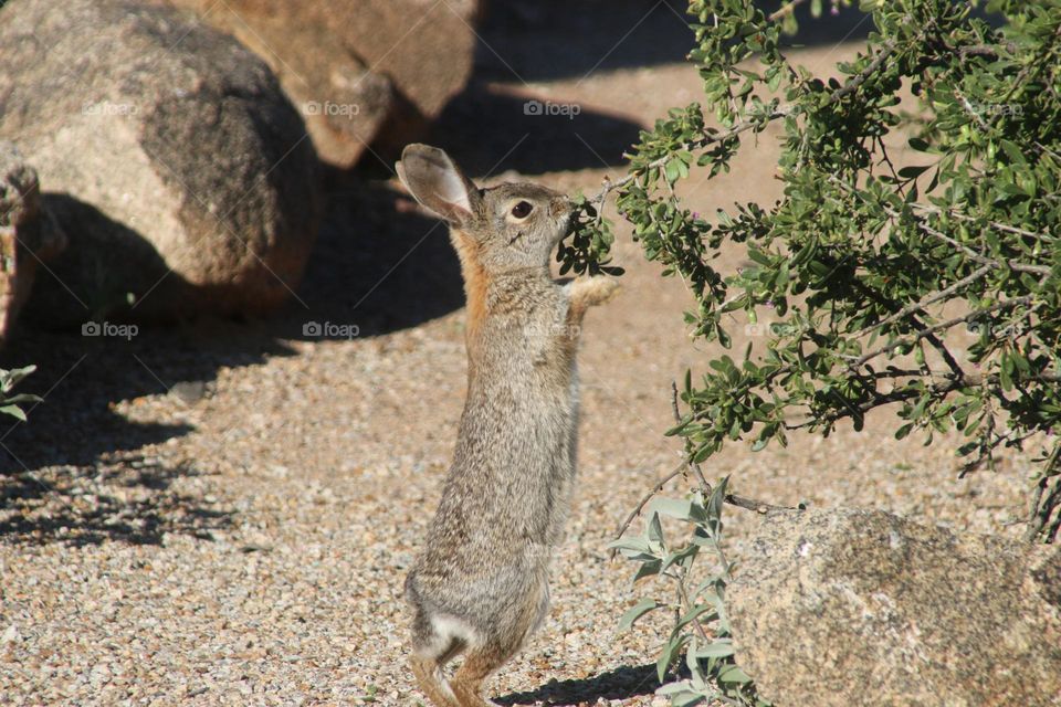 Rabbit Picking Leaves to Eat