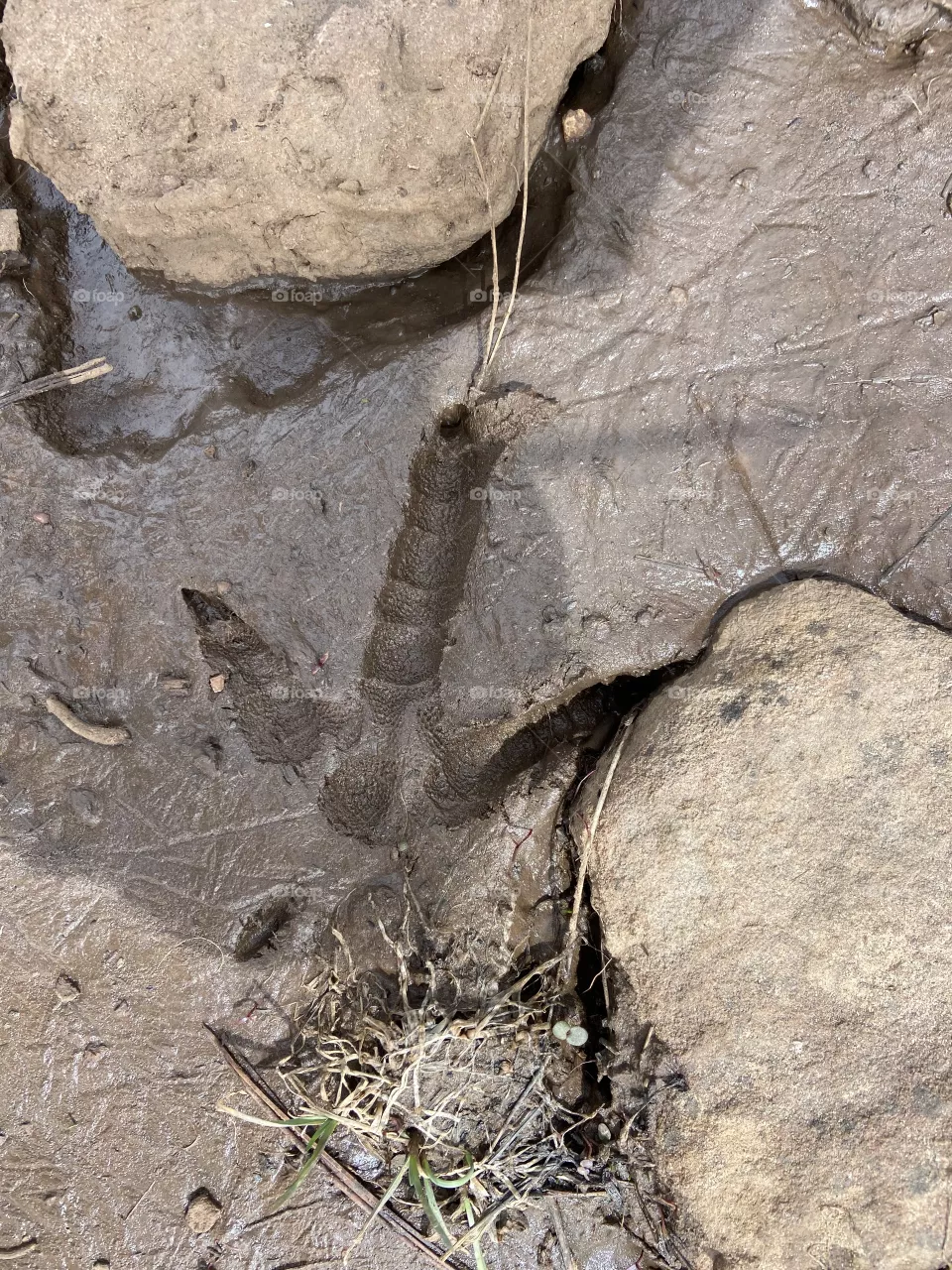 Turkey footprint 