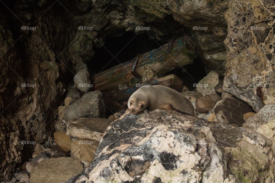 This cute little guy was just laying on this rock in the entrance of a cave. 