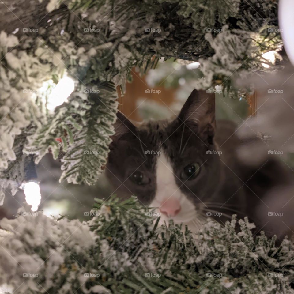 Christmas cat