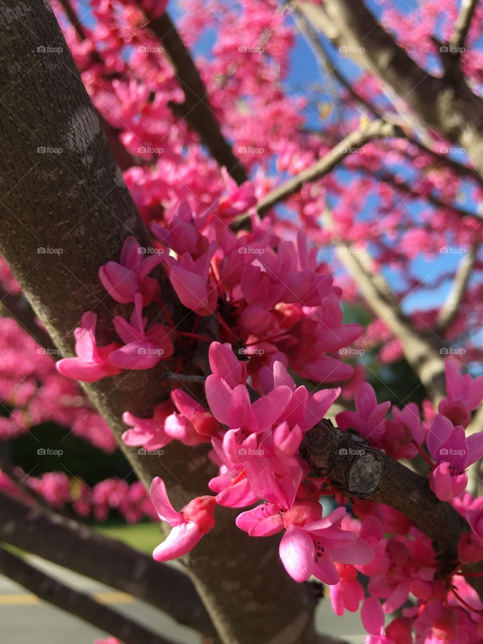 Pink Redbud in Connecticut