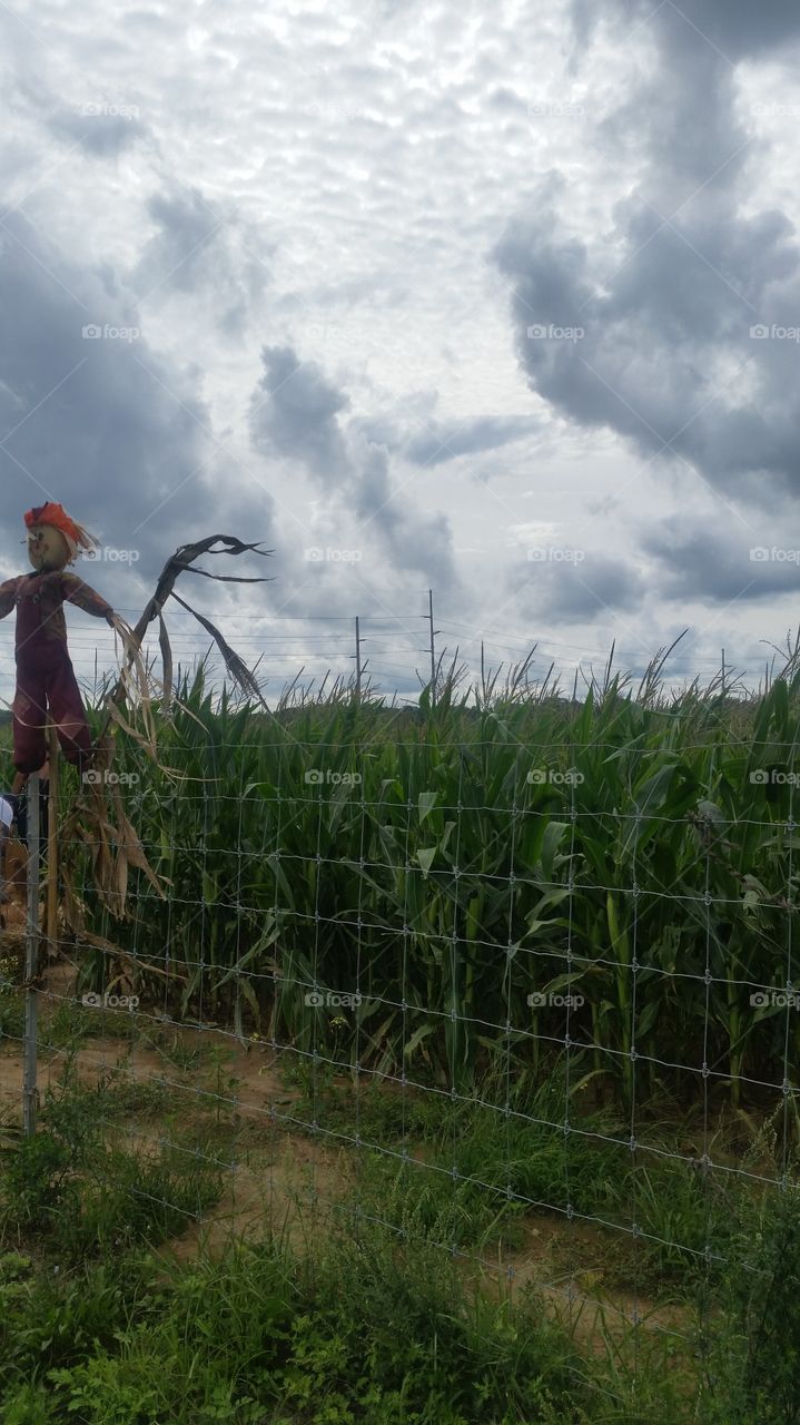 Scarecrow, corn field, landscape, sky