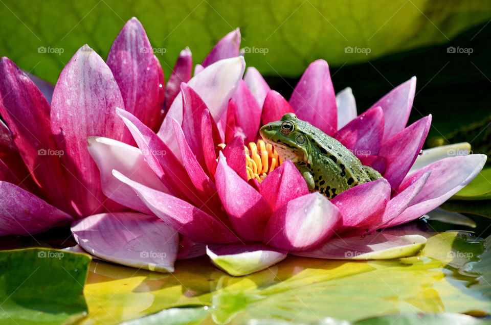 The green frog is sitting in a red water lily.