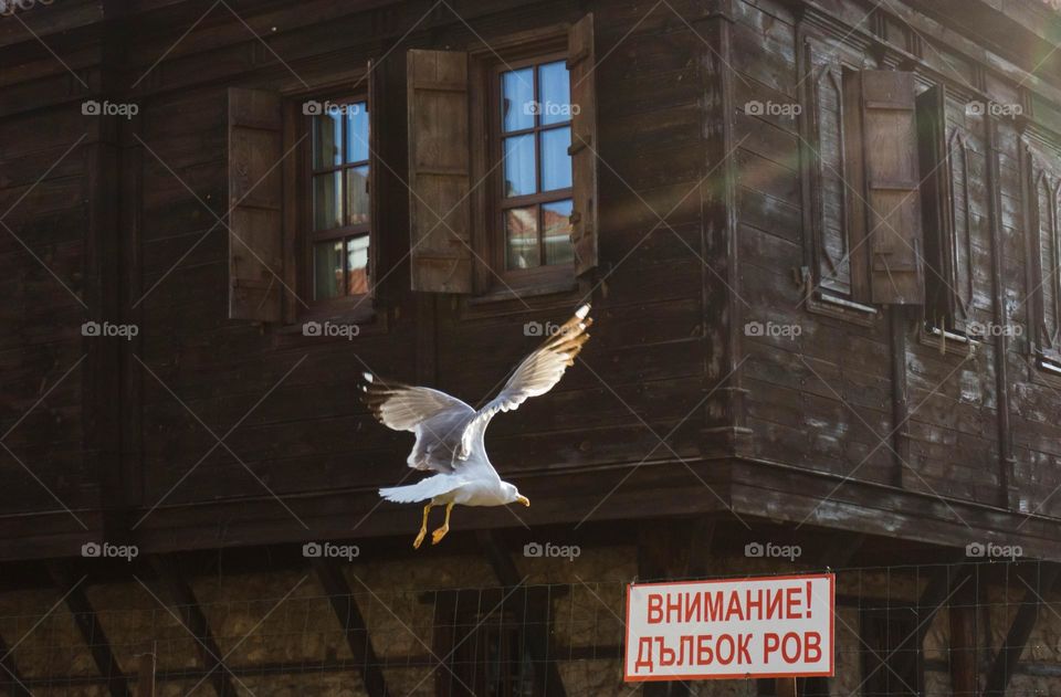 Flying seagull against dark wooden ancient house 