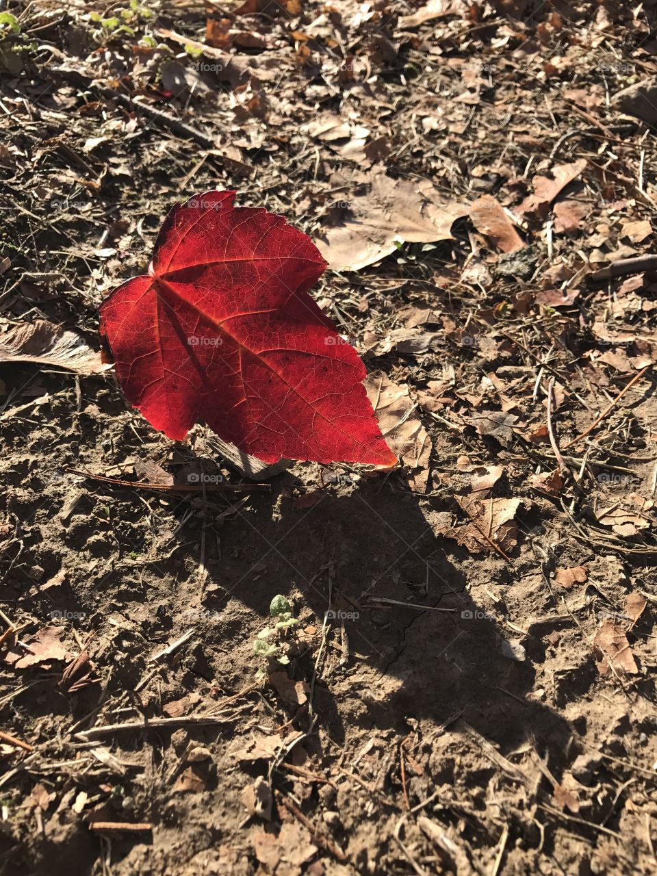 Falling on Mother Earth 