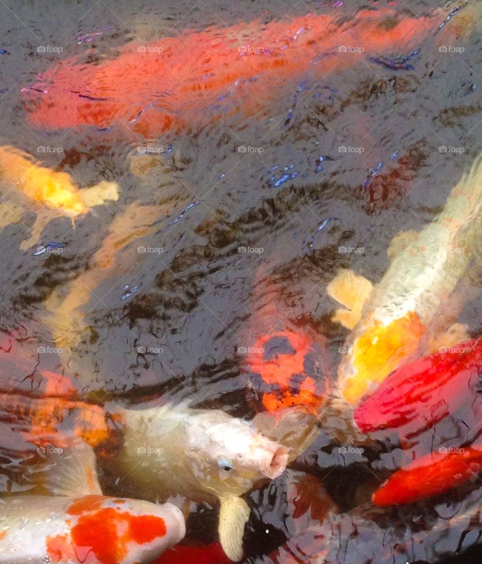 Koi pond 