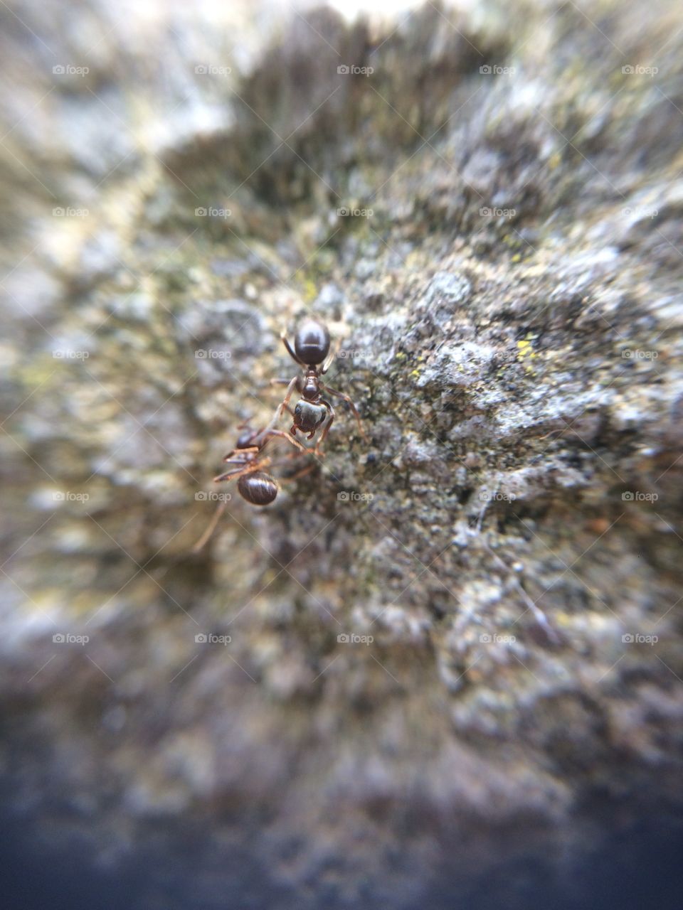 Two ants,  one dragging another dead ant on a wall