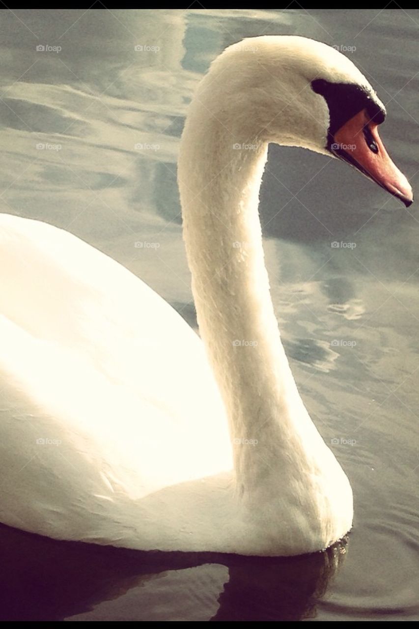 Beautiful Swan