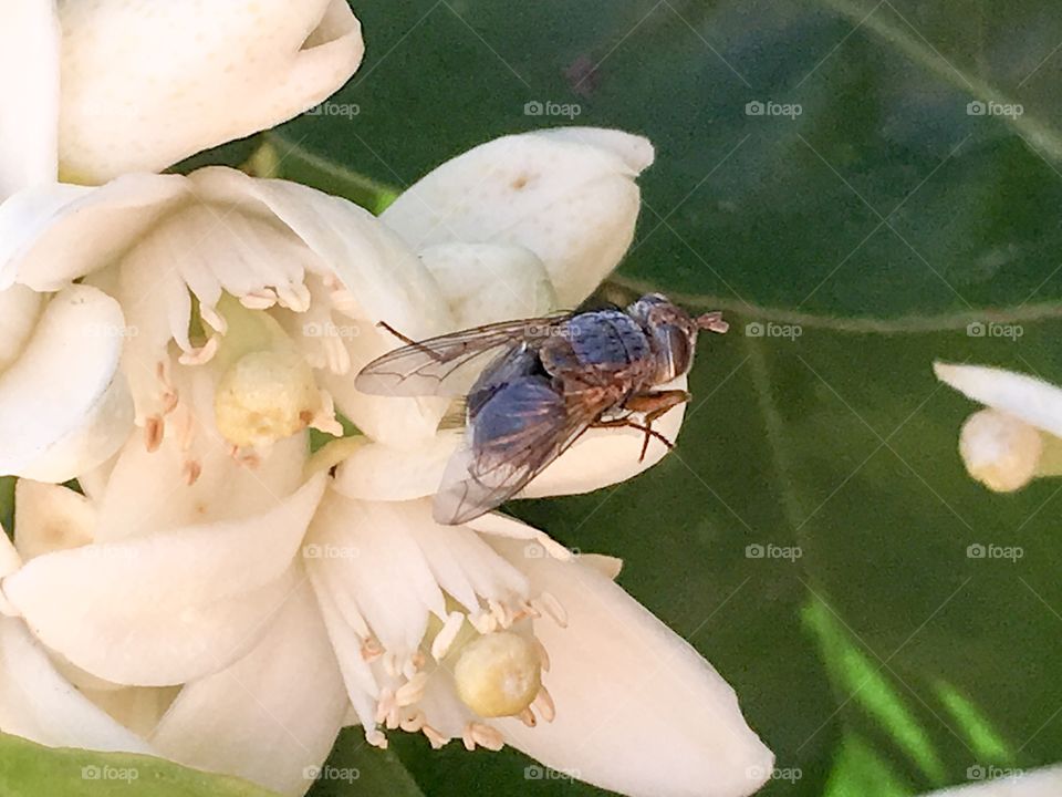 A blowfly resting in the edge of a white orange blossom